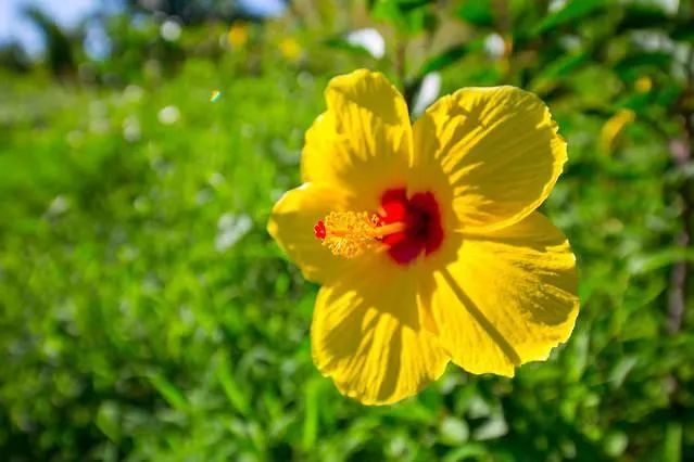 Kirpal Meditation And Ecological Center Pahoa