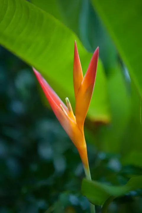 Kirpal Meditation And Ecological Center Pahoa