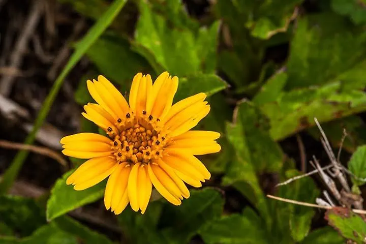 Kirpal Meditation And Ecological Center Pahoa