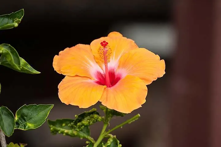 Kirpal Meditation And Ecological Center Pahoa
