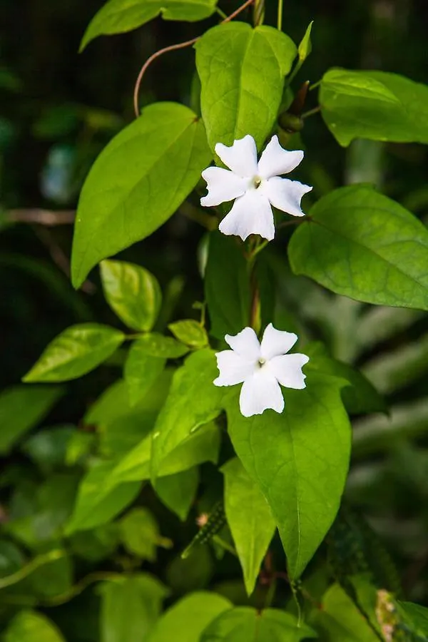 Hotel Kirpal Meditation And Ecological Center Pahoa